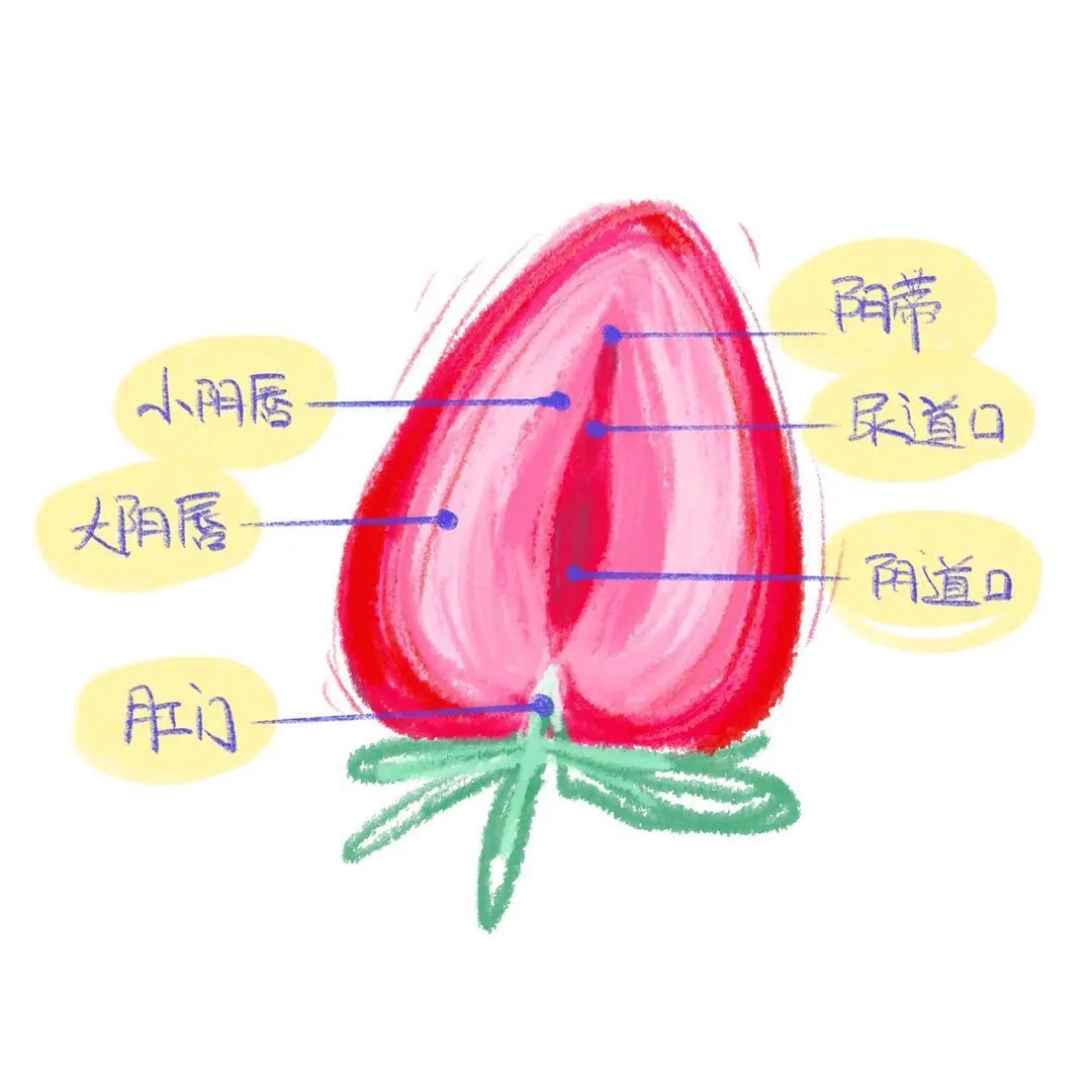 正常小阴唇形态是什么样的？